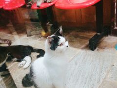 -猫咪博物馆(顶澳仔猫街店)