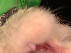 -北京赛佳动物医院