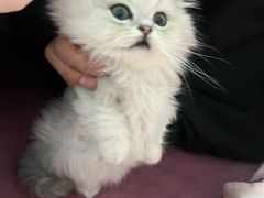 -安吉美渝石锅鱼(芜园西路店)