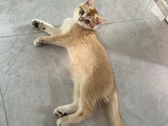 -御宝贝·A梦猫科宠物医院(国际猫友好医院)
