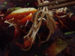 iphone_upload_pic-蓉城西二道无名冒菜(西二道街店)