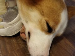 -柯斗斗主题餐厅·狗咖·围炉煮茶·茶饮(国瑞升平里店)