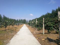 -上海长兴岛郊野公园