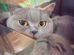 -藦茜花园宠物主题亲子互动体验馆(国顺东路店)