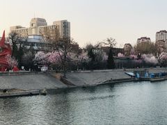 -桃花堤公园