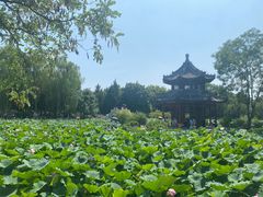 -荷花大观园