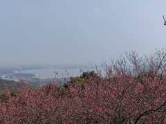 -香雪海