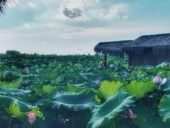 -池杉湖湿地公园
