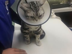 -康乐宝动物医院