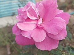 -南沙蒲洲花园
