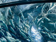 -上海海洋水族馆