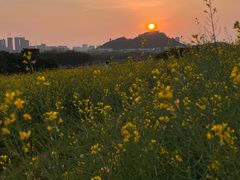 -光明小镇欢乐田园