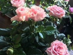 -秦美花卉(天朗·莱茵小城2期店)