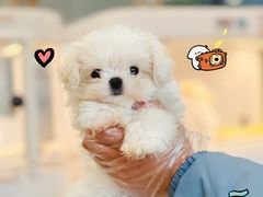 -翊宠yipet猫狗购宠庄园犬舍•猫舍