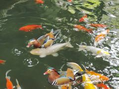 -南宫五洲植物乐园