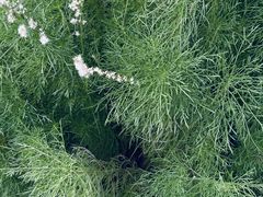 -云溪植物园