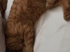 -大观园影院式足浴Spa店(沙坪坝店)