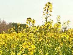 -蜀绣公园