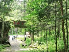 -五营国家森林公园