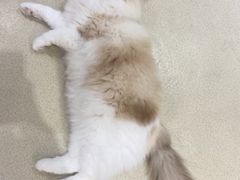 -藏猫猫咖啡主题馆(中央大道店)