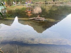 -靖西鹅泉风景区
