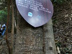 -大围山国家森林公园