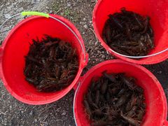 -同銮特种养殖场·龙虾垂钓