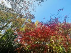 -上海滨江森林公园