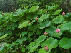 -陈家山荷花公园
