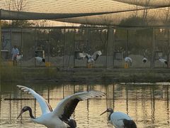 -盐城丹顶鹤湿地生态旅游区