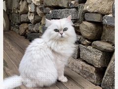 -喵屿·大理花园猫咖