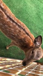 -萌宠亲子动物乐园(槐房万达店)