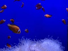 -海合安武汉极地海洋公园