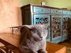 -猫猫幼稚园·撸猫·桌游·电玩