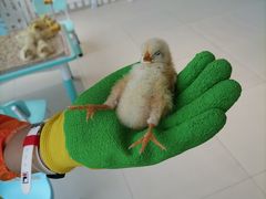 -怪兽屋·羊驼·猫咖·狗咖(俊华广场店)