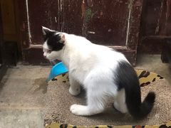 -猫咪博物馆(顶澳仔猫街店)