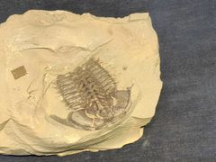 -呼和浩特博物馆