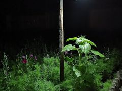 -格桑花餐厅·炭火烤羊腿(丰宁坝上草原店)