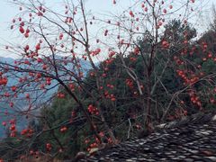-杨家堂村