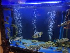 -桥岚·巷子鲜河豚鱼(专门店)