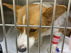 -美联众合动物医院·24h京西诊疗中心