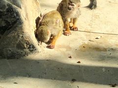 -长白岛森林公园