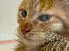 -青奢宠物·青奢猫舍