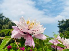 -北京西山国家森林公园