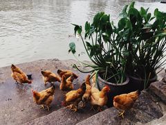 -丝绸小镇荻港古村