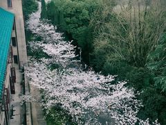 -武汉大学-樱园