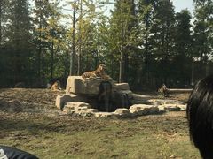 -上海野生动物园老虎餐厅