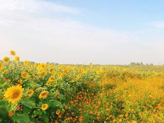 -洪湖湿地生态园