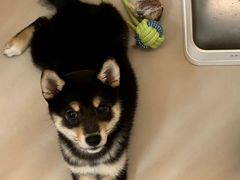 -南京Hallo宠物乐园·哈罗犬舍·柴犬繁育基地