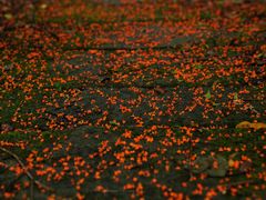 -杭州植物园